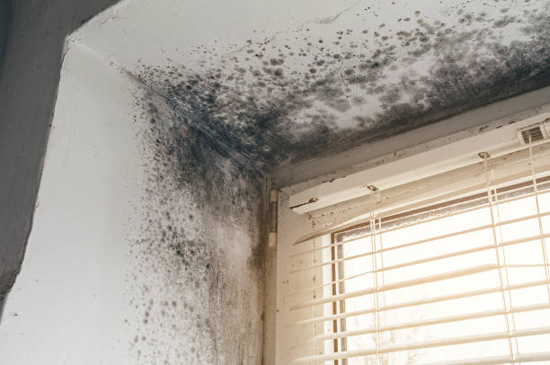Trusted Basement Mold Remediation service in Williamsport, MD - Cheap Mold Removal