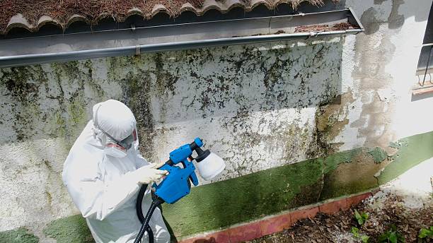 Trusted Attic Mold Removal service in Williamsport, MD - Cheap Mold Removal